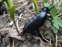 majka obecná.jpg majka obecná.jpg